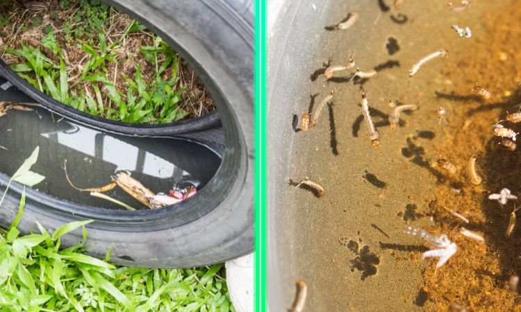 5 Unexpected Mosquito Breeding Grounds in Your Backyard