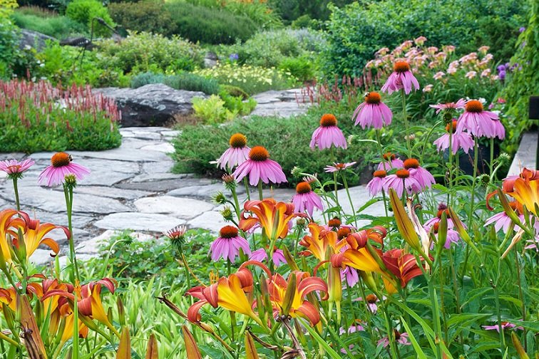 Plant Native Plants for Pollinator Success