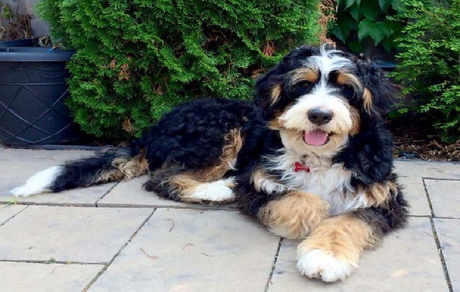 At What Age Does a Bernedoodle Calm Down?