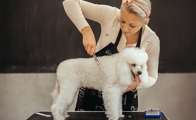 5 Services Dog Groomers Offer