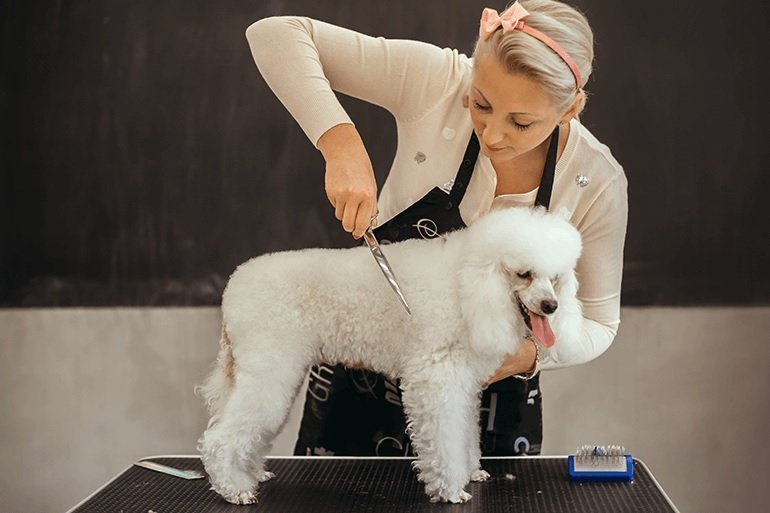 5 Services Dog Groomers Offer